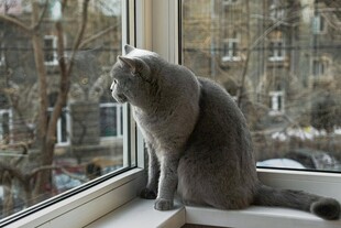 窗边凝视的灰猫