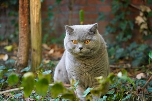 林间的灰色猫咪