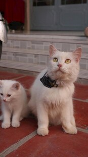两只猫咪相伴的温馨瞬间