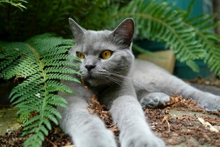 灰猫卧于蕨类植物间