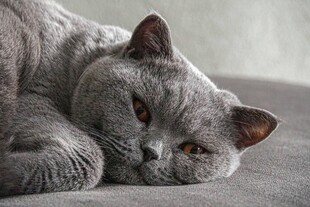 慵懒的灰猫惬意趴卧