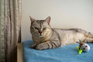 慵懒猫咪卧于蓝布上