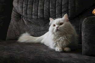 沙发上的白毛猫咪
