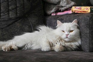 慵懒白毛猫咪惬意躺卧