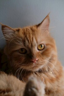 慵懒橘猫惬意趴卧