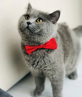 戴红领结的萌态灰猫