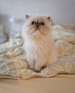 可爱长毛猫端坐于床