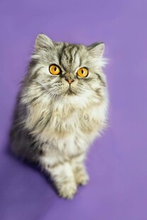 紫色背景下的可爱长毛猫