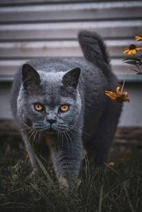 灰猫于草丛中警觉张望