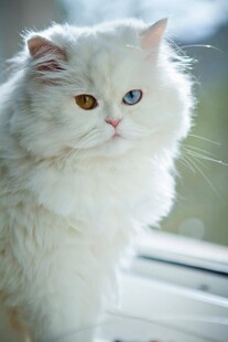 窗边的异瞳白毛猫咪