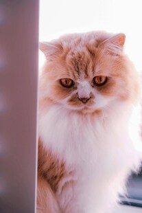 可爱长毛猫躲在角落张望