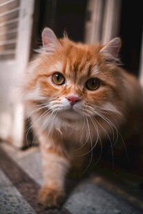 可爱橘猫探头瞧