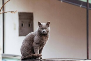 灰色猫咪端坐凝视