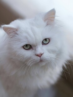 纯白长毛猫的优雅瞬间