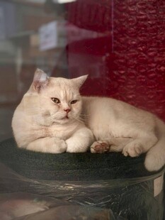 慵懒猫咪趴坐于台面上