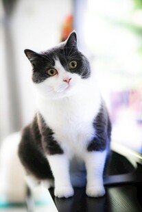 黑白萌猫端坐
