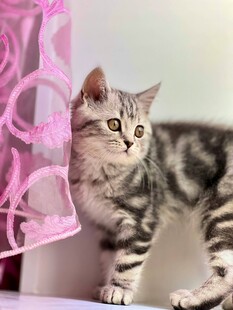 萌态小猫躲在粉色物件后