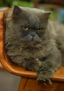 慵懒灰猫趴坐木椅