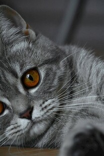 灰猫慵懒趴卧特写
