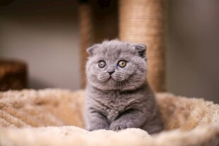 可爱灰猫端坐猫窝