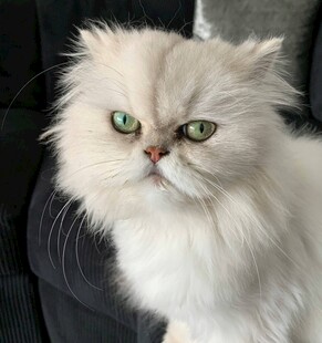 绿眼白毛波斯猫的凝视
