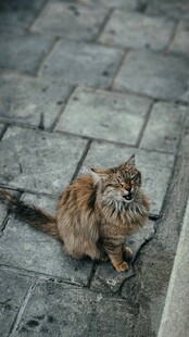 蹲坐石板上的可爱猫咪