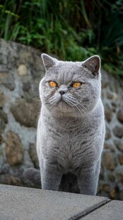 灰猫凝视
