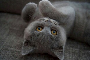 仰躺的可爱灰猫