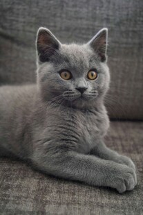 灰色猫咪惬意躺卧