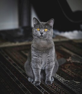 灰色猫咪端坐地毯上