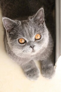 灰猫凝视