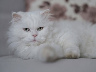 可爱白毛猫咪慵懒趴卧