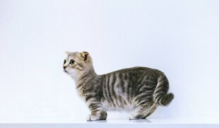 可爱斑纹小猫侧立