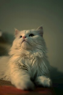 可爱长毛猫仰头望景