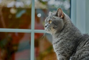 窗边凝望的灰猫