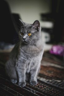 灰色猫咪端坐凝视