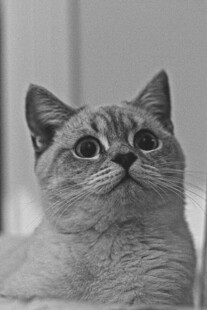 可爱猫咪抬头好奇张望