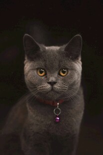 灰猫佩戴项圈眼神灵动