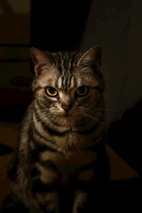 凝视的条纹猫咪