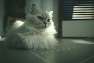 阳光下的长毛猫咪