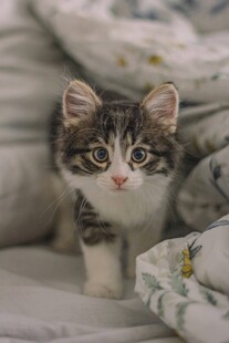 可爱小猫咪趴卧在床