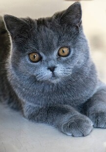 灰蓝猫咪的可爱凝视