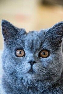 可爱蓝猫特写