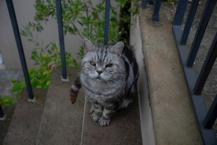 楼梯上的长毛猫