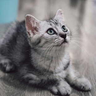 可爱灰猫仰头望