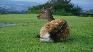 草地上休憩的小鹿