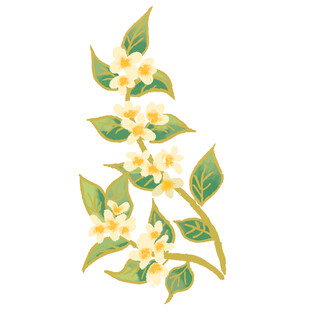 桂花