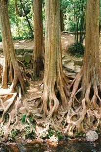 盘根错节的森林树木根系