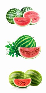 多样西瓜插画