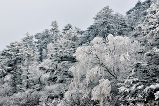 雪覆山林美景